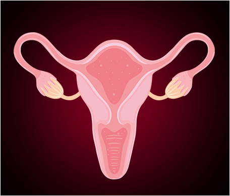 Ovary